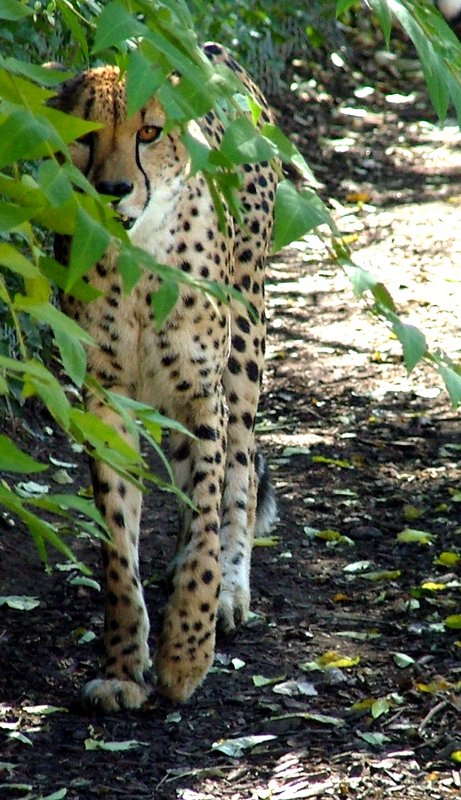 Leopard.jpg