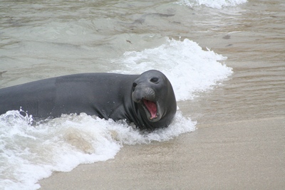 seal.jpg