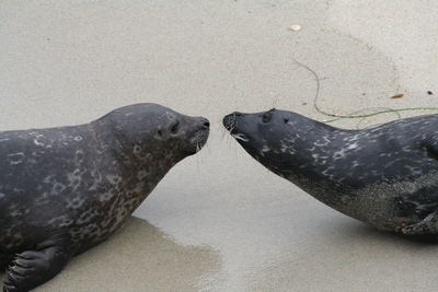 seals_kissing.jpg
