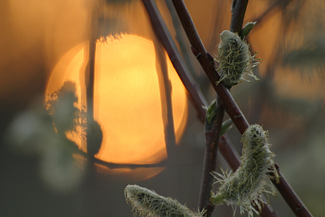 Spring Sunset