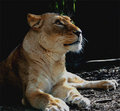 The-dark-lion.jpg