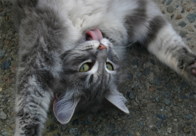 crazy cat