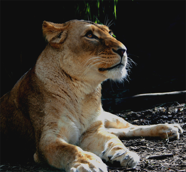 The-dark-lion.jpg