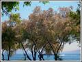 trees2