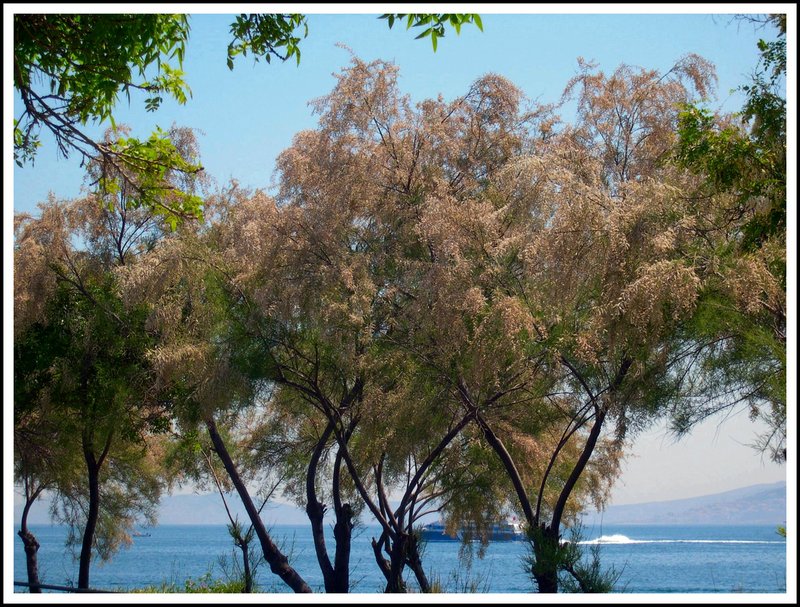 trees2
