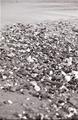 rocks on beach.jpg