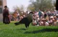 hawk ren fest 02