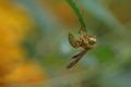 wasp 02.jpg