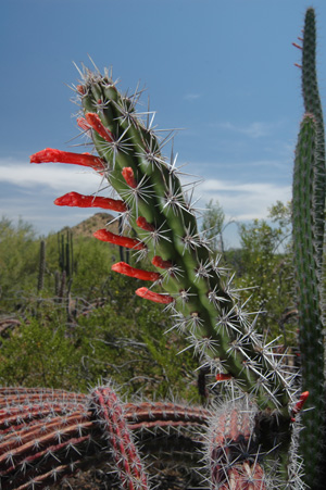 DSC_0103.jpg