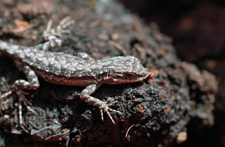 lizard 01.jpg