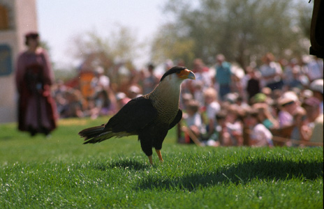 hawk ren fest 02