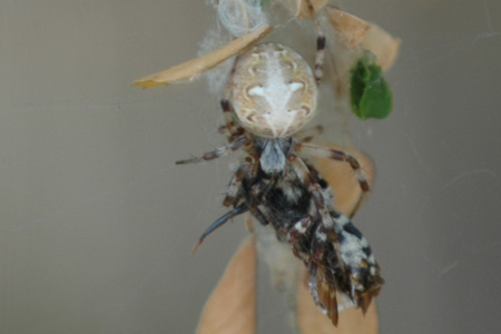 spider 01.jpg