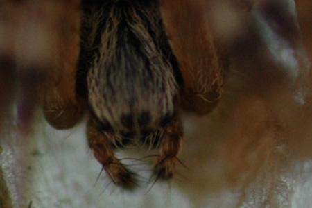spider 02.jpg