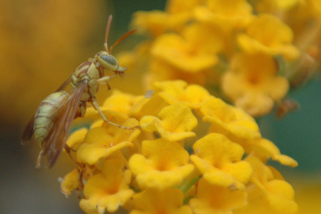 wasp 01.jpg