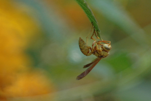 wasp 02.jpg