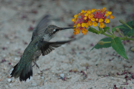hummer 01