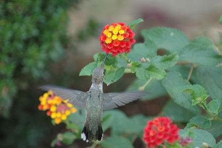 hummer 02