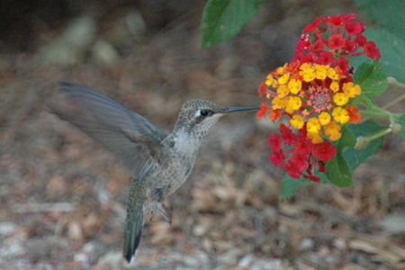 hummer 03