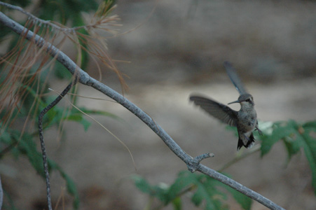 hummer 04