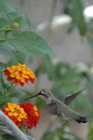 hummer 05