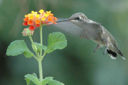 hummer 06