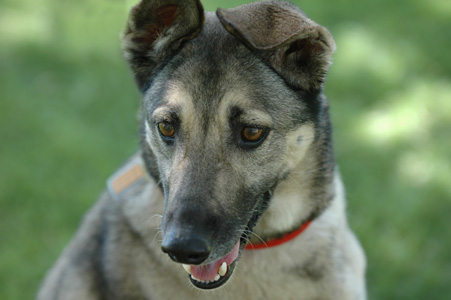 rescue 09