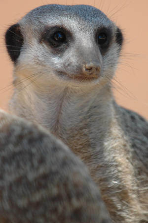 zoo 06