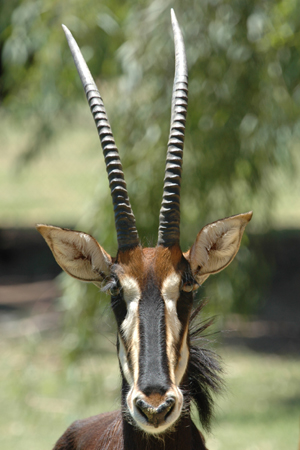 zoo 12