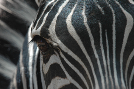 zoo 25