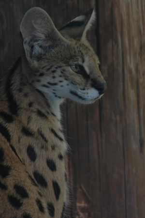 zoo 45