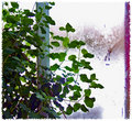 allengardens.jpg