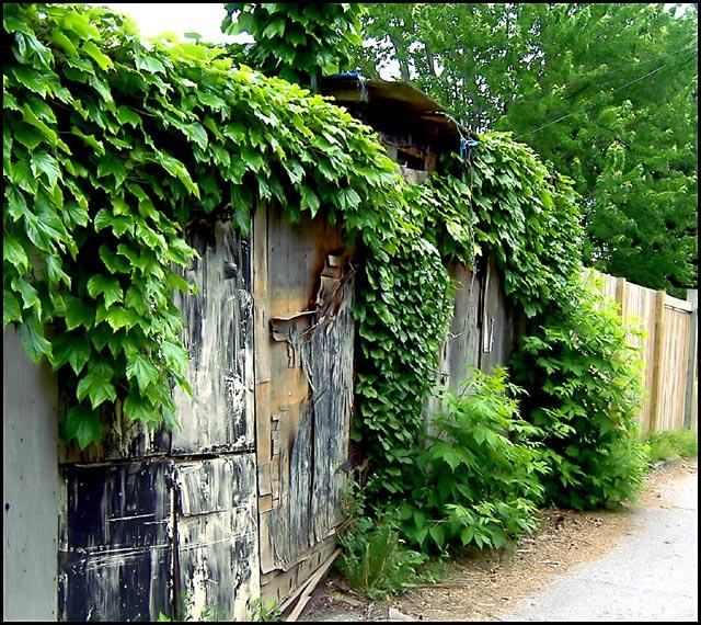 How green is your alley? ( green  out take 2)