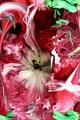 Massive Red Tulip, No. 1