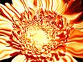Wild Orange Gerbera Daisy