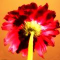 Back of a Red Gerbera Daisy