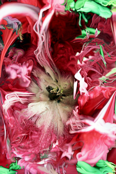 Massive Red Tulip, No. 1