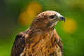 Red Tailed Hawk