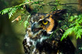 Great Horned Owl