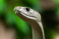 Black Mamba