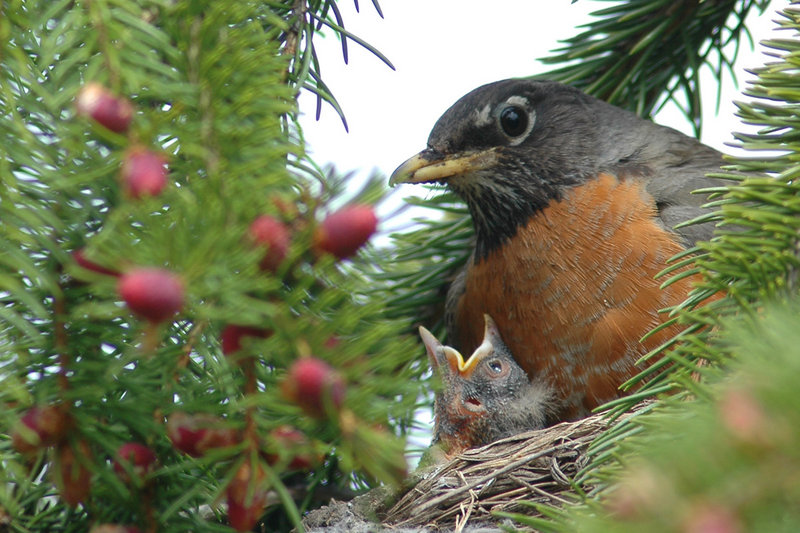 Feeding Time