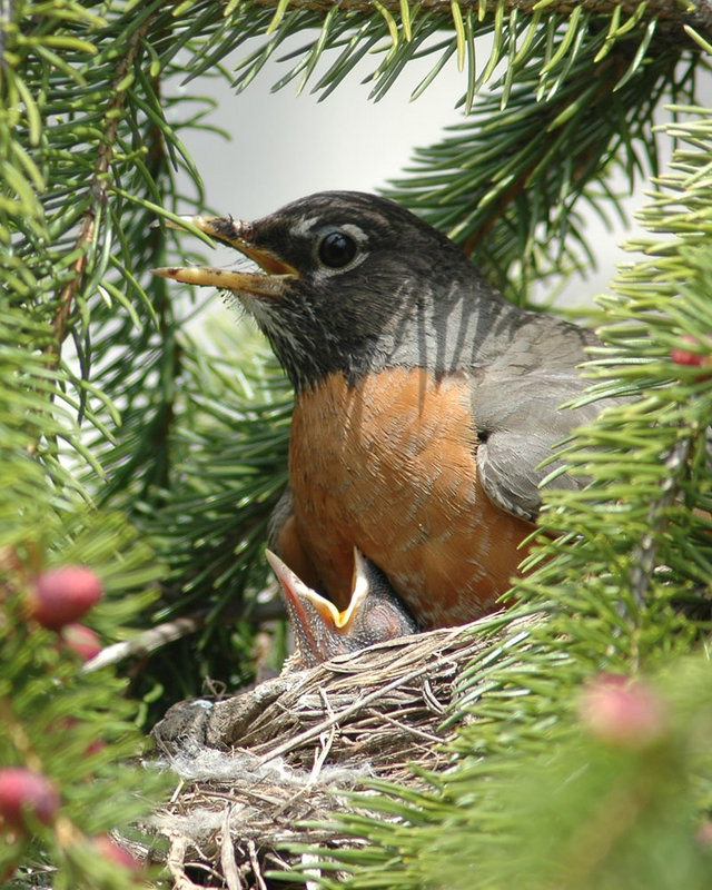 Feeding Time2