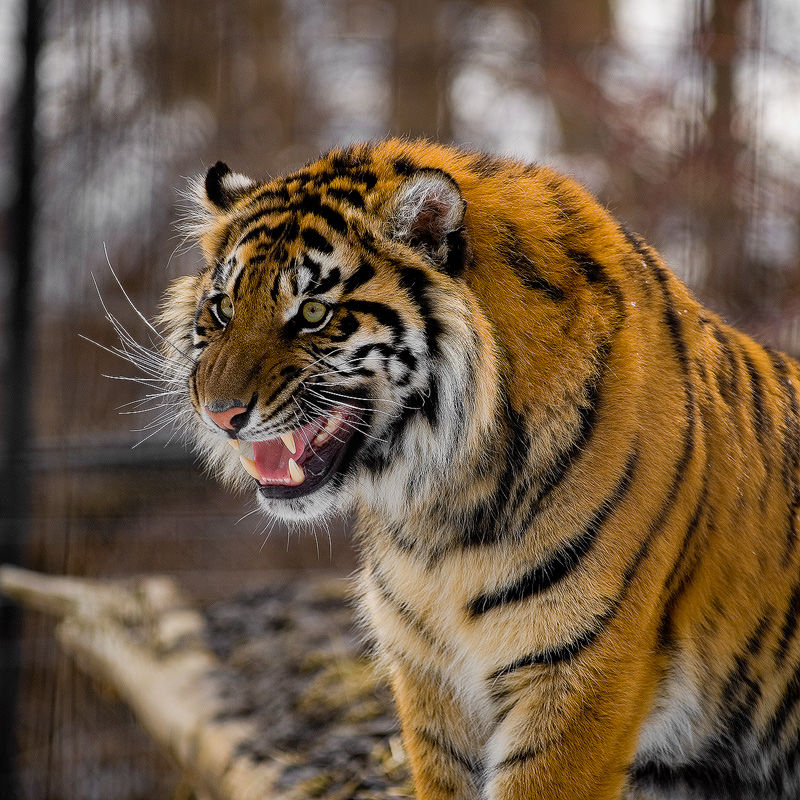 05 - Sumatran Tiger