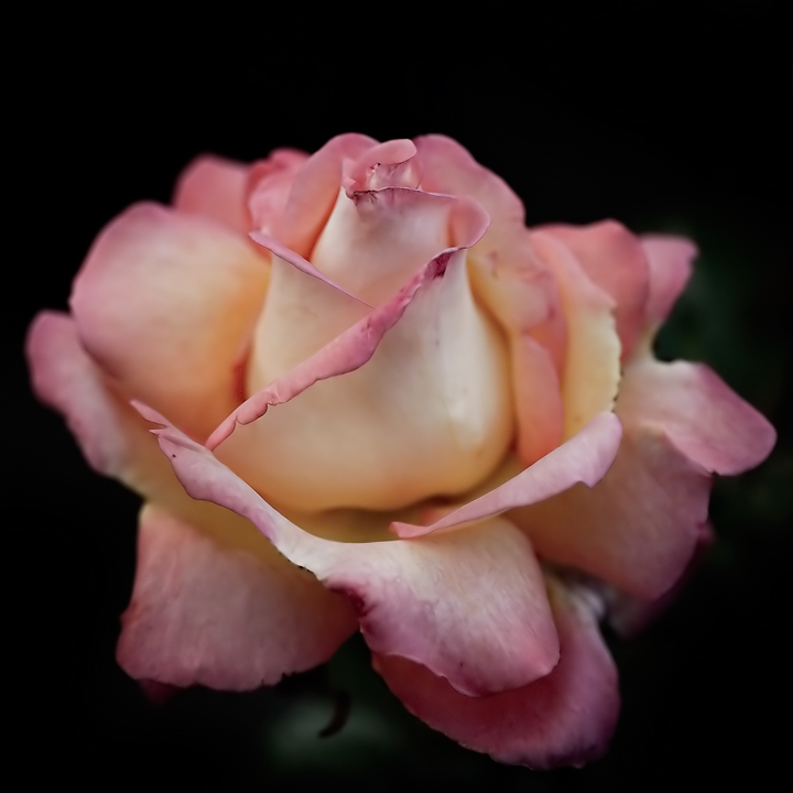 A rose, by any other name...