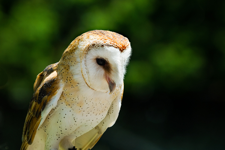 Barn Owl