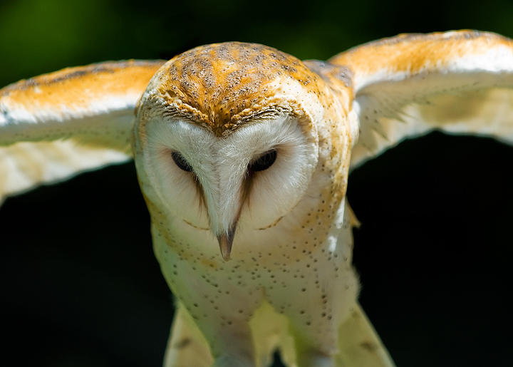 Barn Owl