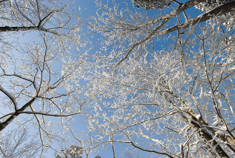 Mid Winter Dreaming