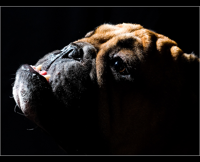 Champ - Outtake