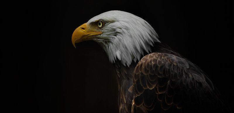 Haliaeetus leucocephalus