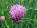Chive.jpg