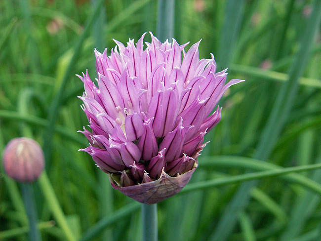 Chive.jpg